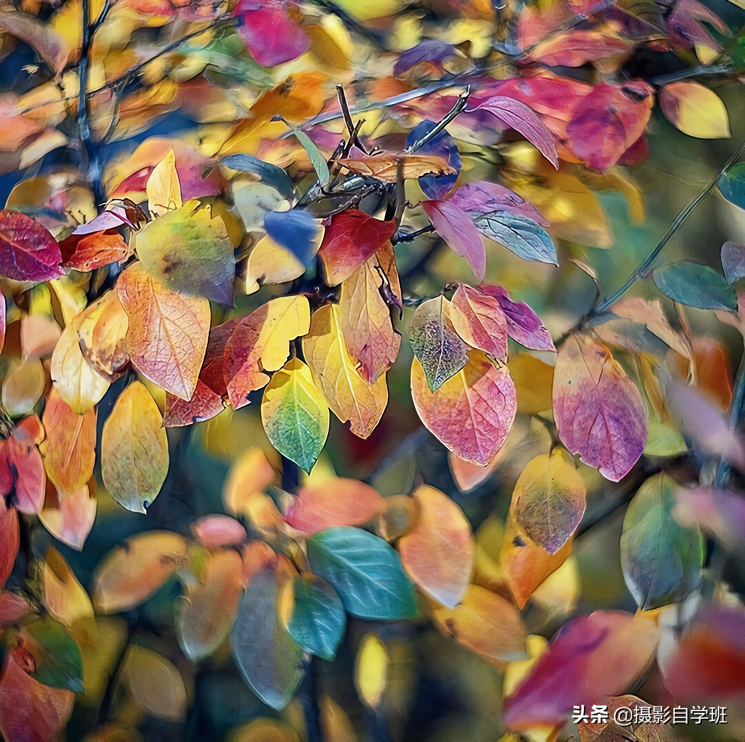 叶子怎么拍人出高级感,叶子怎么拍高级