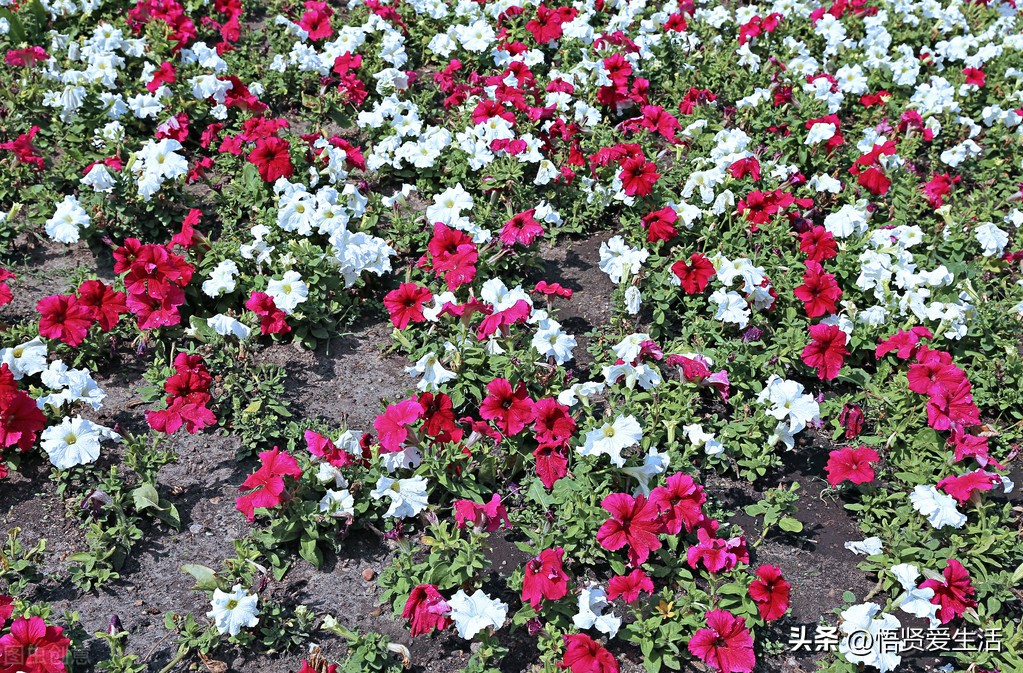 非常适合小院种植的花,适合露台种的花一年四季开花