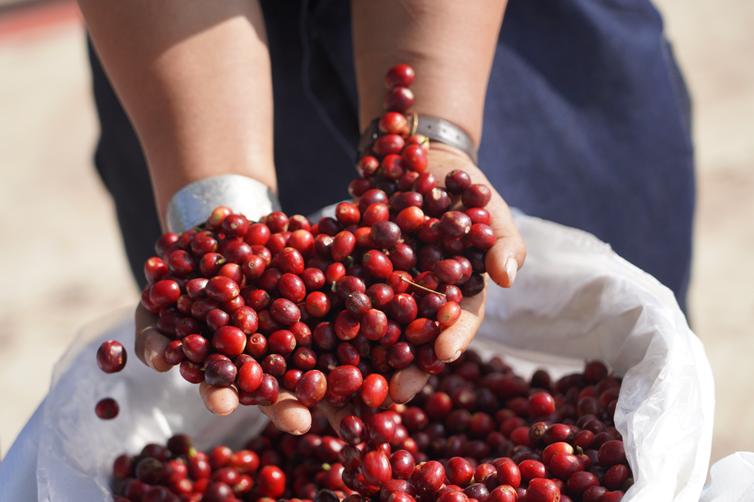 “五一”『嗨』普洱丨怎么把咖啡玩得明明白白？入也，你好懂！