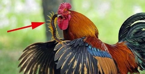 五毒之一蜈蚣为什么怕鸡,鸡为什么是蝎子的克星