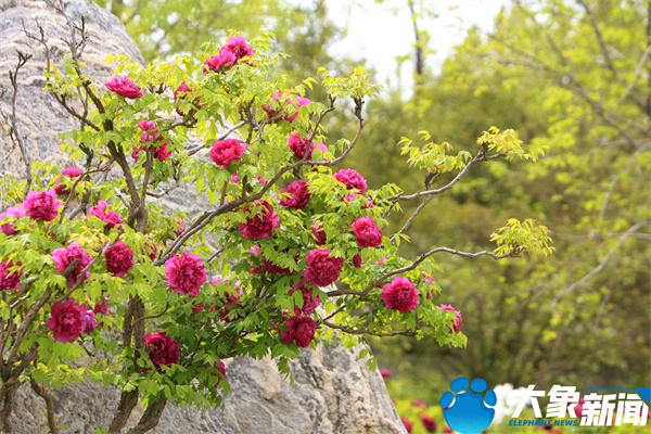 花开时节动京城最美不过洛阳城,四月洛阳美如画千年帝都是花城