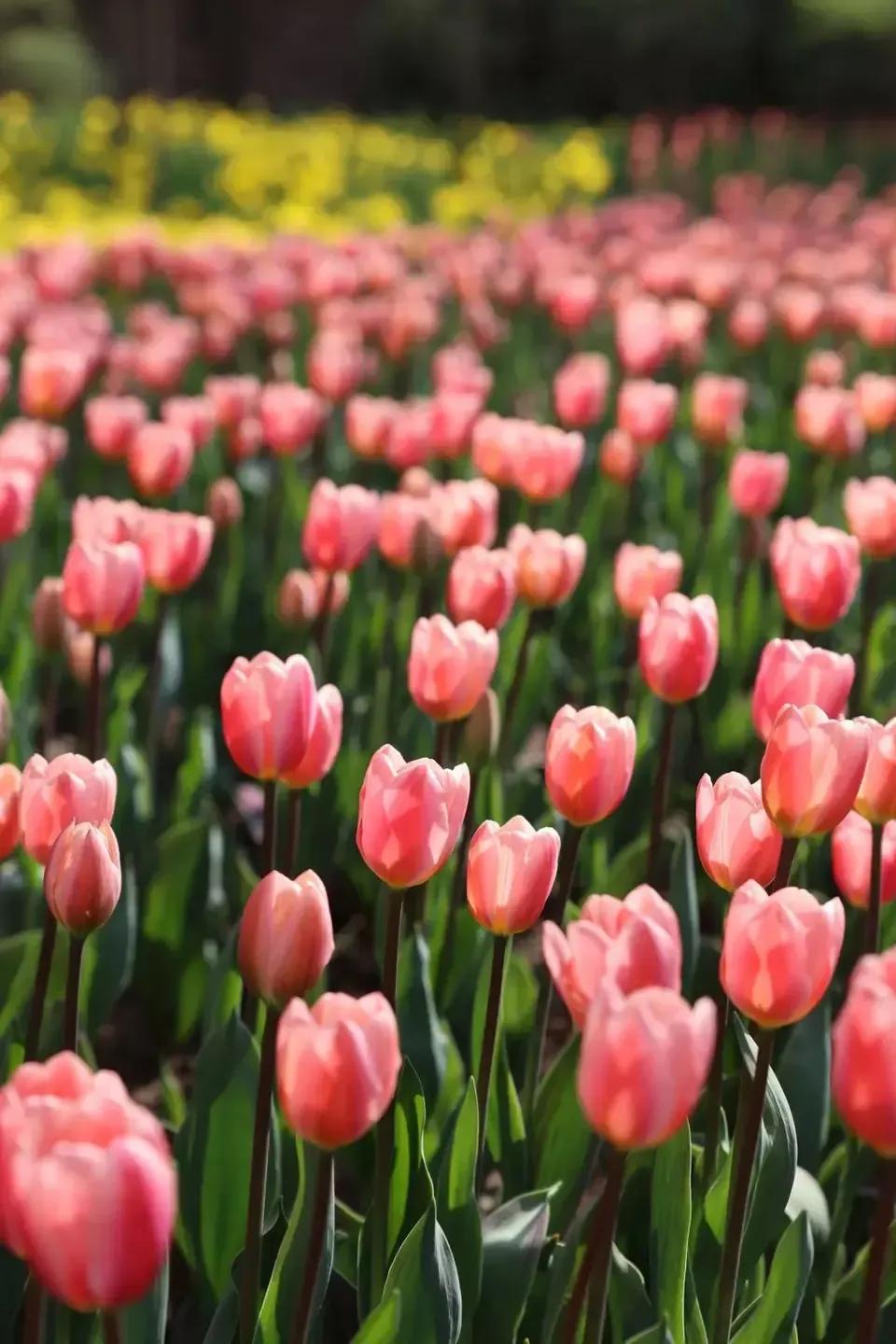 几种常见的花语,常见鲜花习性和花语