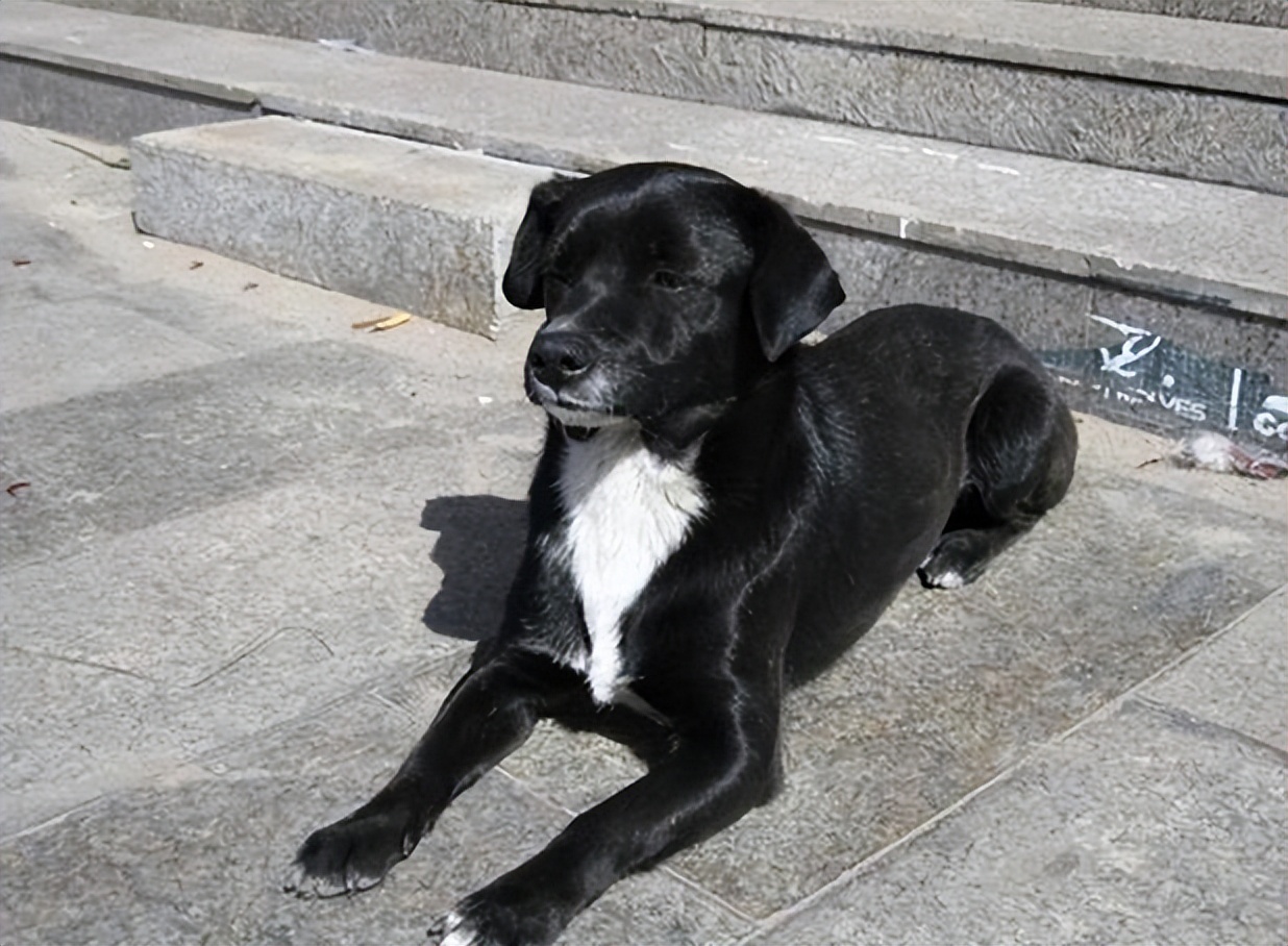 养狗的十大原则,家里养狗真能旺家吗