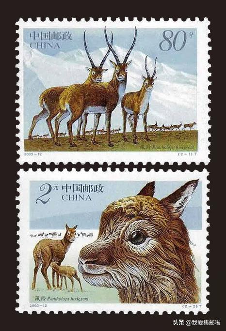 十大濒危动物国际珍惜动物保护日,世界动物日科普视频