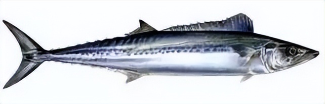 鲭鱼是发物吗能吃吗,鲭鱼有什么危害