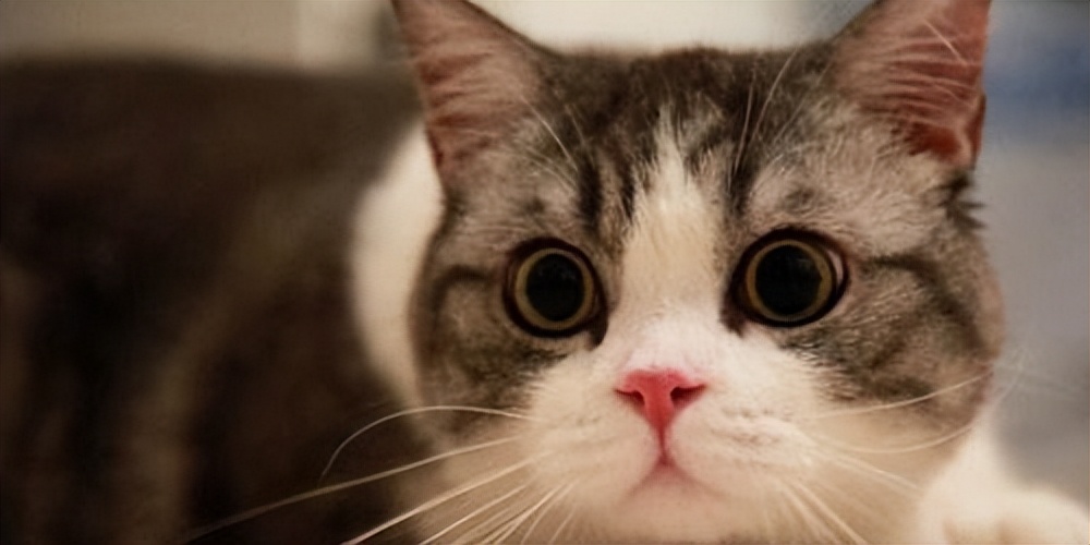 猫咪的胡须波浪 (四根胡须的猫咪)