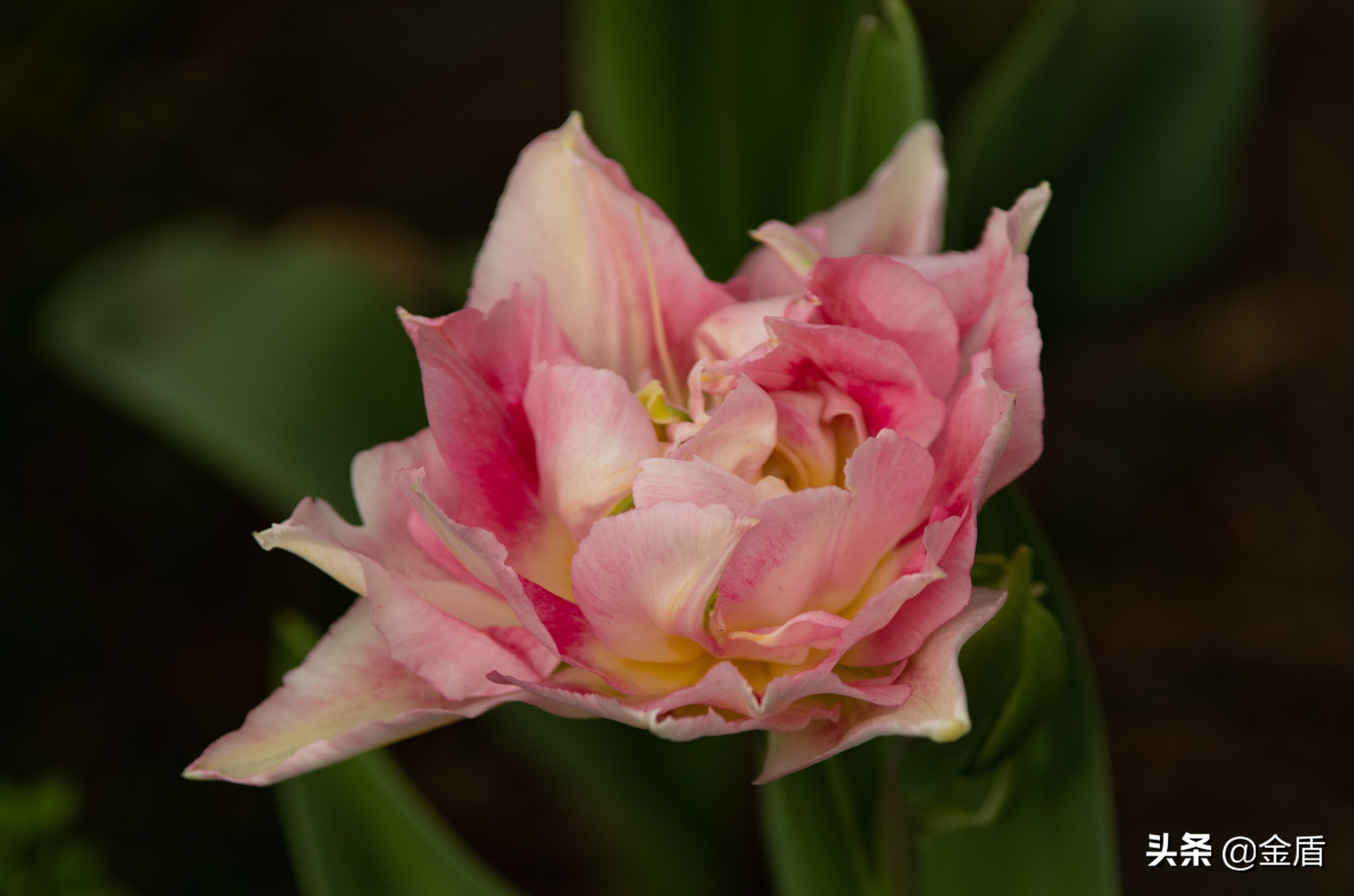 荷兰国花郁金香介绍1500字,荷兰国花是郁金香的原因