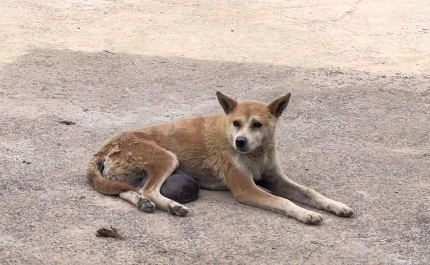 有人说这狗长了价值连城的狗宝，可网友看到，却直呼这只狗狗可怜