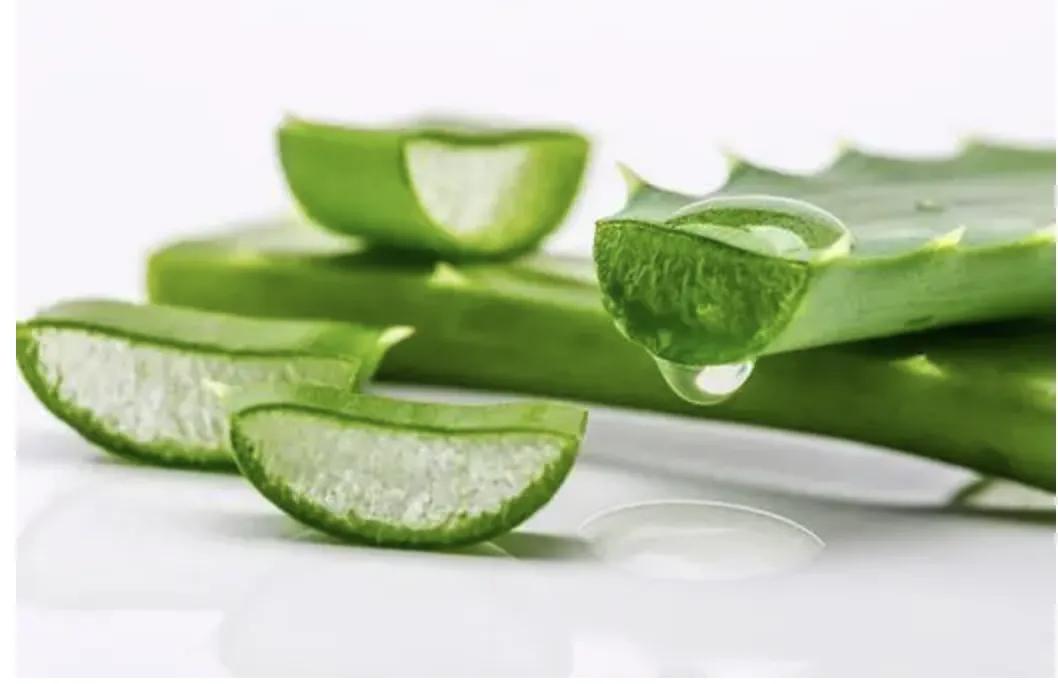 这几种芦荟不仅可以观赏，还能美容，你选对品种了吗？