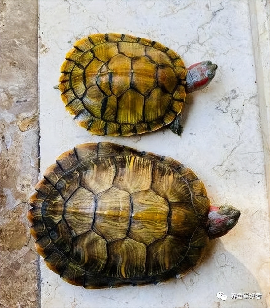 外面巴西龟泛滥，在家养就得多数*天升**？是何道理？