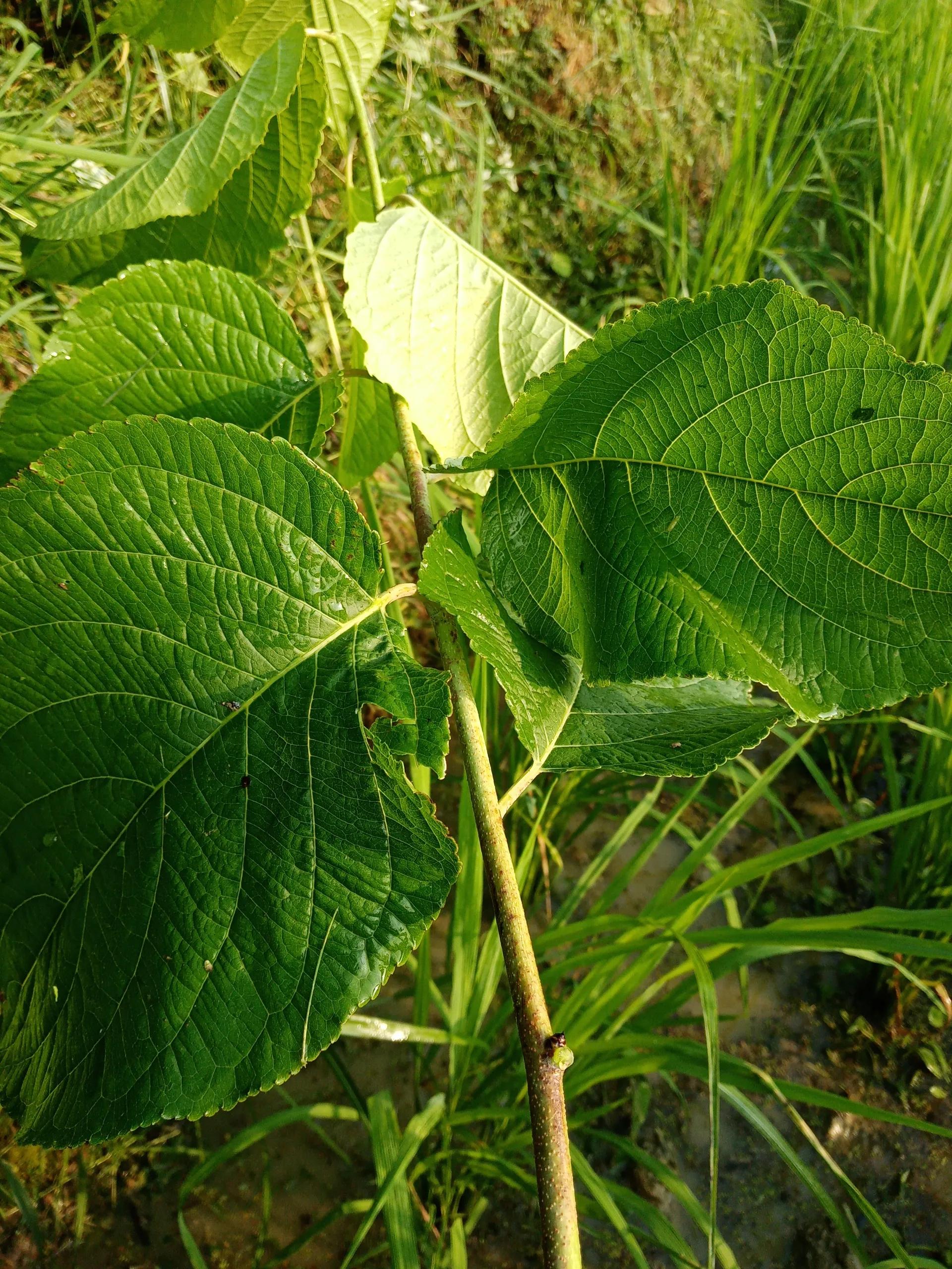 植物杀虫剂苯甲吡唑酯,植物性杀虫剂