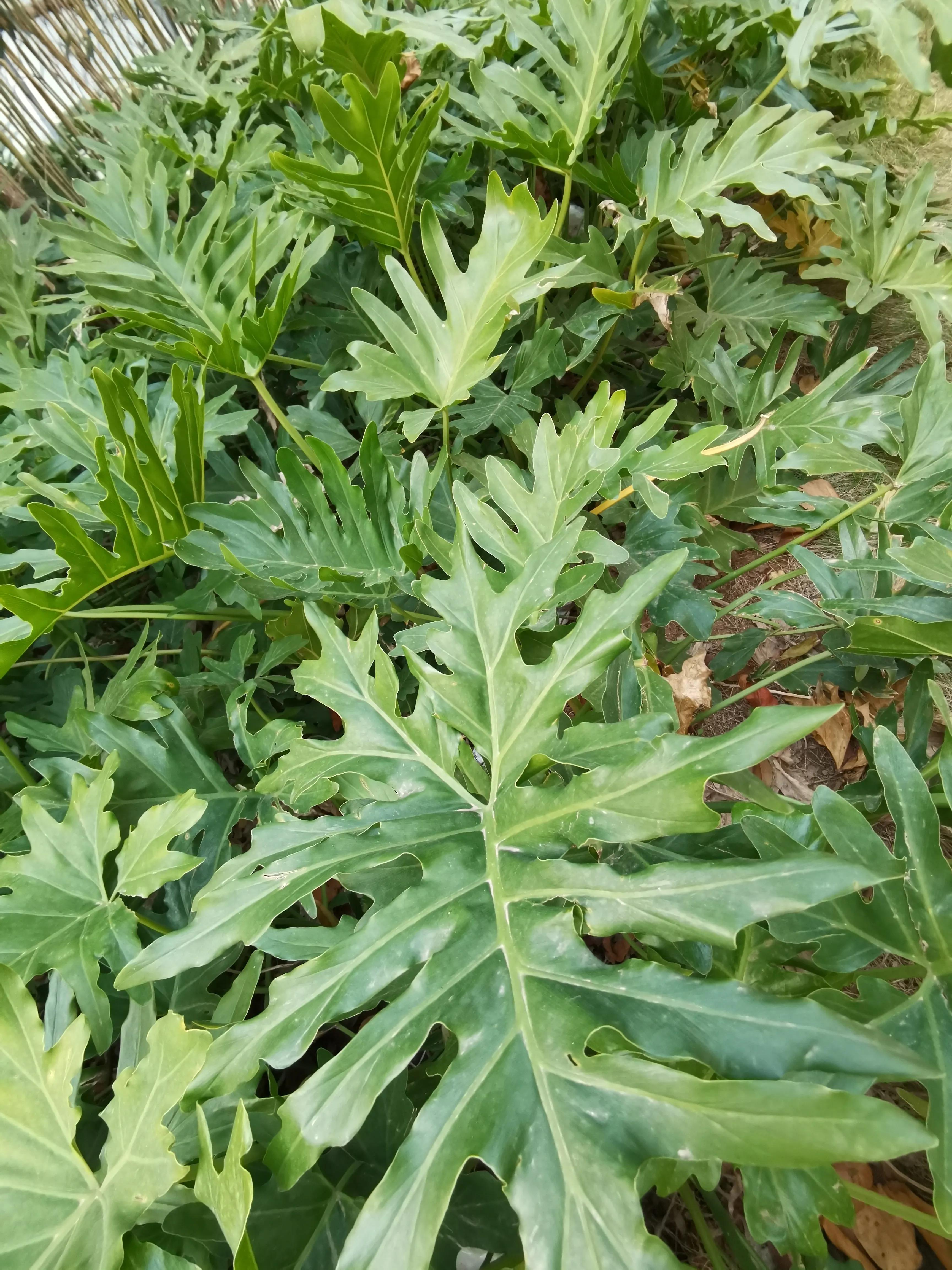 常见小区绿化100种植物图片,常见的小区绿化植物