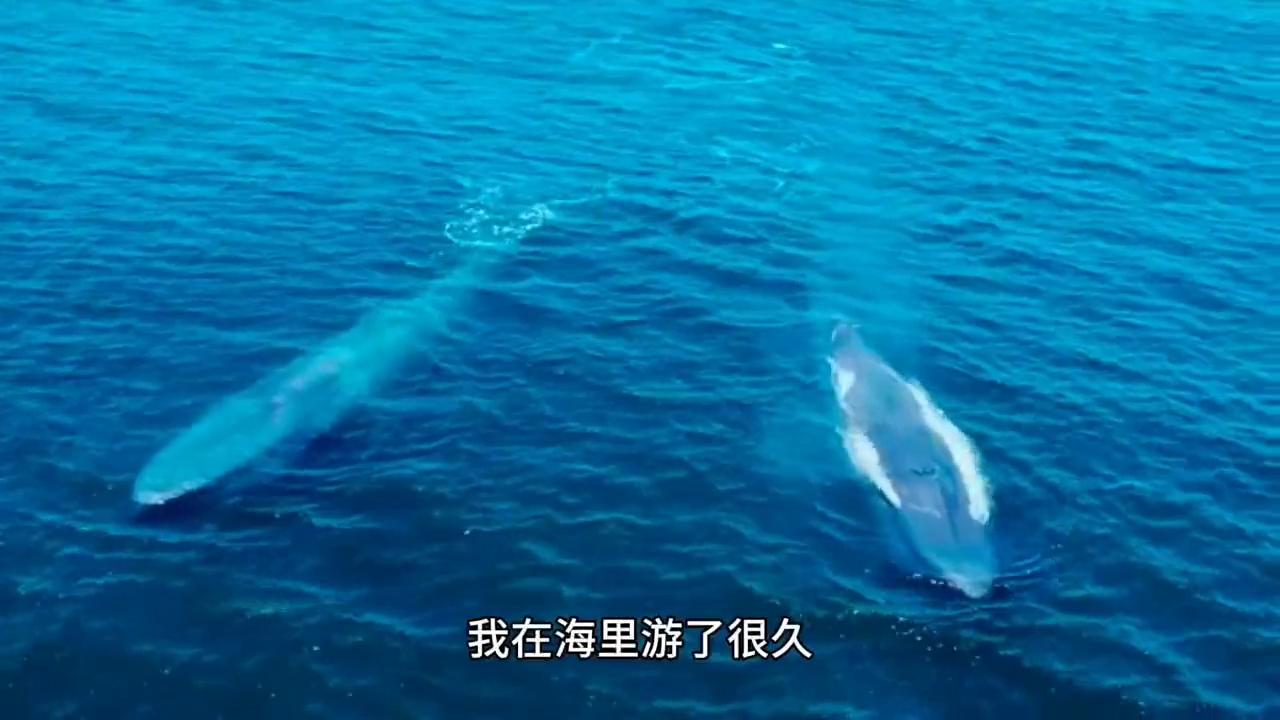 为什么中国人很少去印尼旅游,马尔代夫和巴厘岛哪个不安全