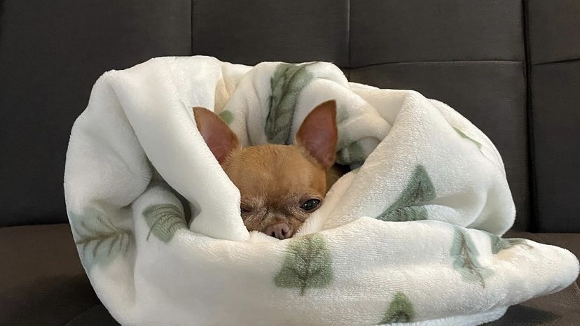 狗狗没怀孕但有白色奶汁，这么做才能彻底解决