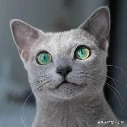 俄罗斯猫被制裁狗的反应,制裁俄罗斯猫什么意思