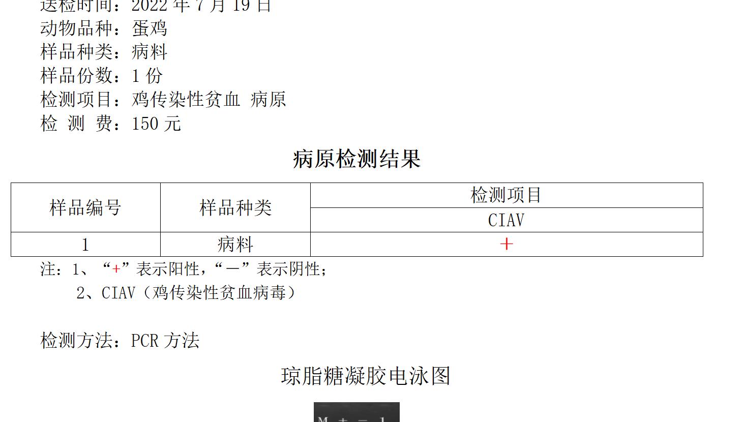 牧翔禽病研究院‖蛋鸡传染性贫血并发滑液囊支原体病例（湖北）69