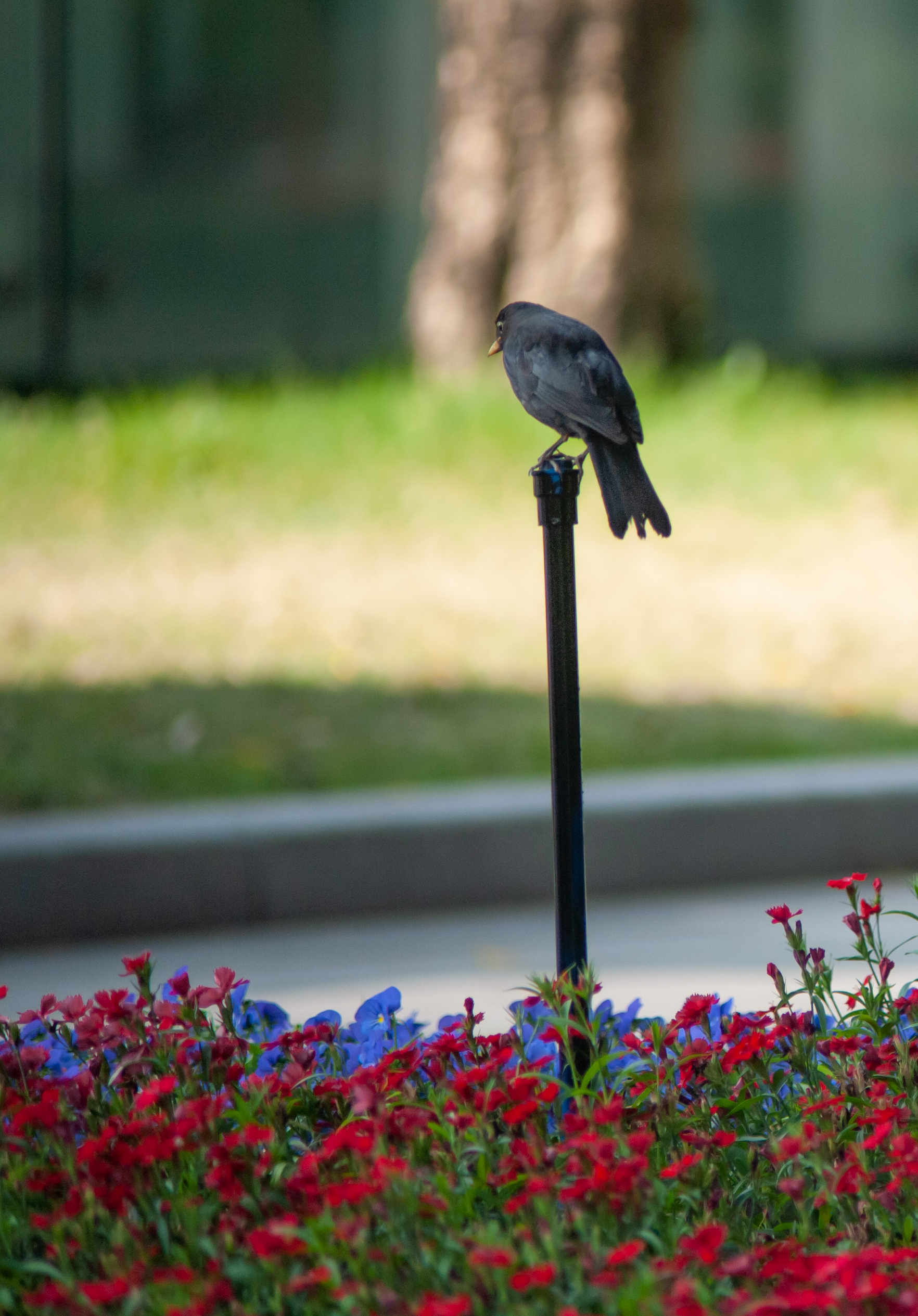 花城春天里,花城春天荷花