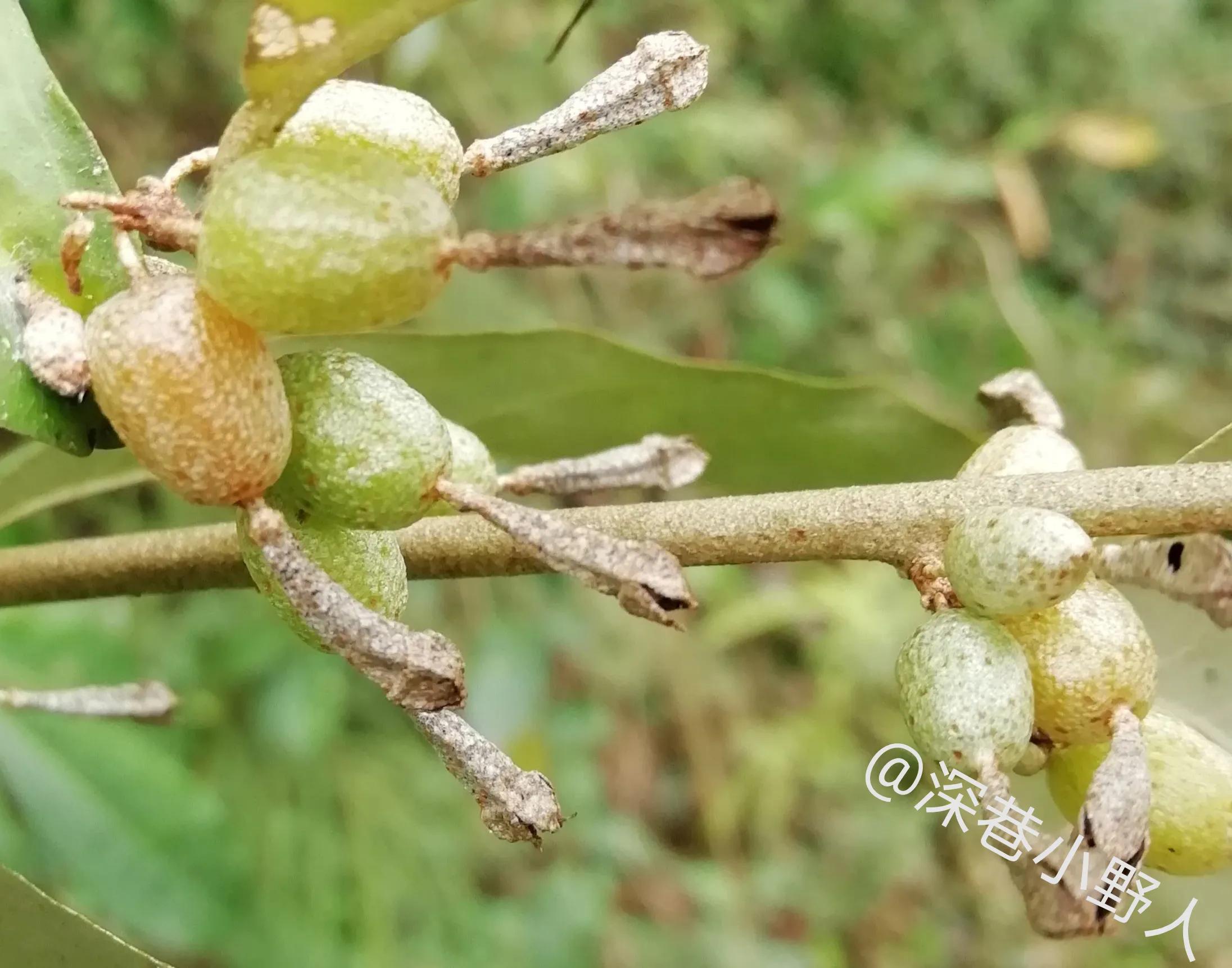 野果羊奶果学名叫什么,像羊奶果的野果比较小