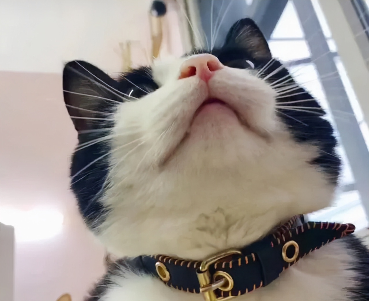 新手常见的害猫行为,看似爱猫实测害猫的五个行为