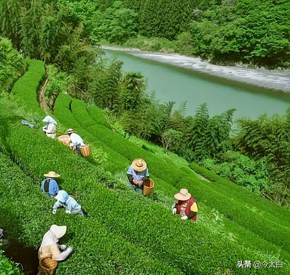 黄山毛峰第一家,黄山毛峰是文化遗产吗