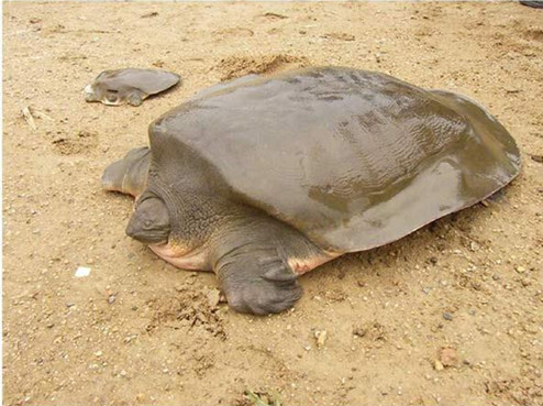 鼋和鳖龟的区别,鼋和乌龟的区别