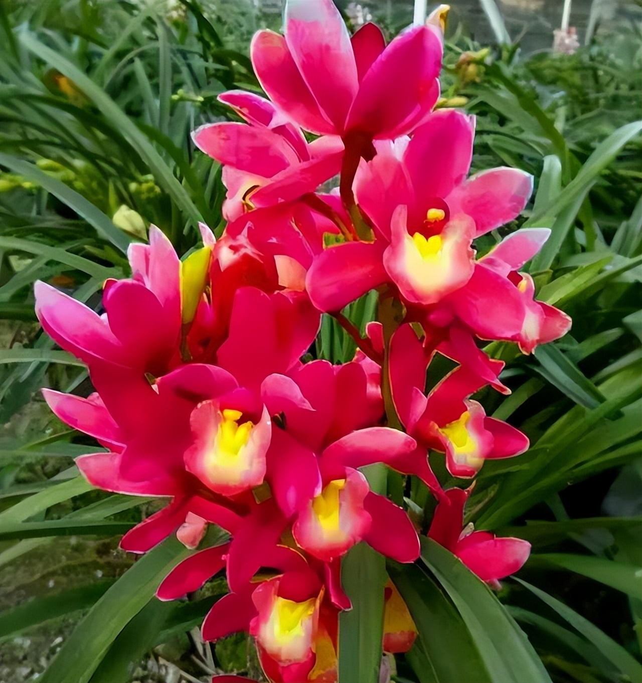 此兰正值盛花期,什么兰既好养开花又香