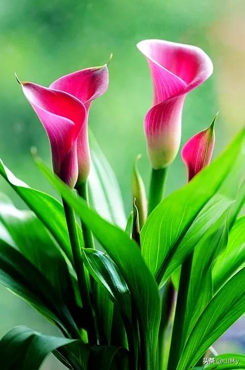 五颜六色的花朵养眼舒心,灵动秀美的花朵图片