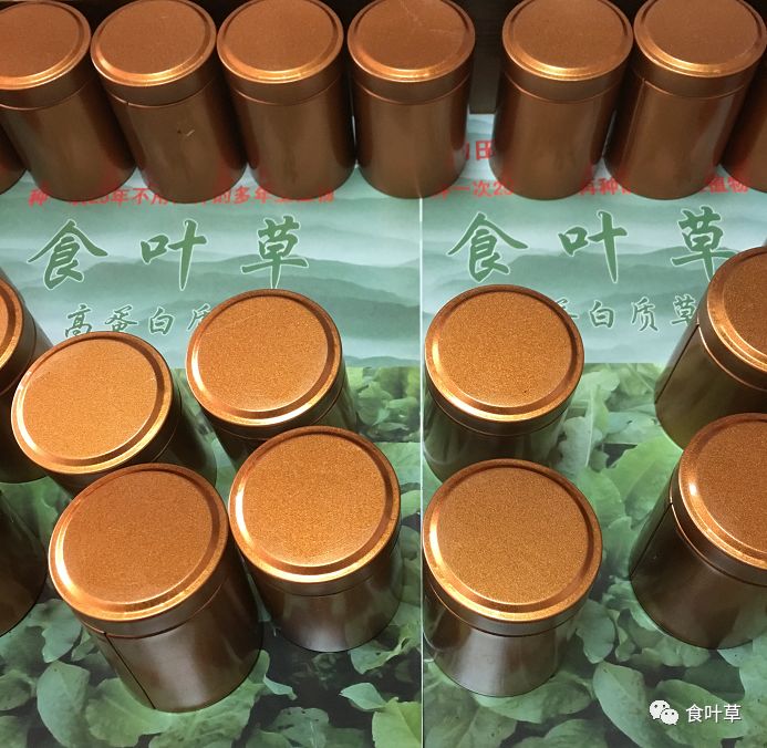 食叶草植物蛋白固体饮料,细品食叶草茶文化