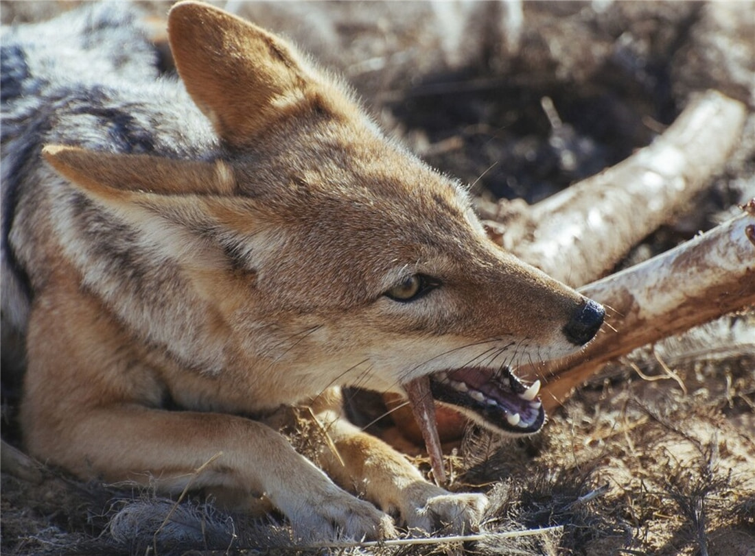 祁连山发现猛兽,祁连山发现300多只野生马鹿