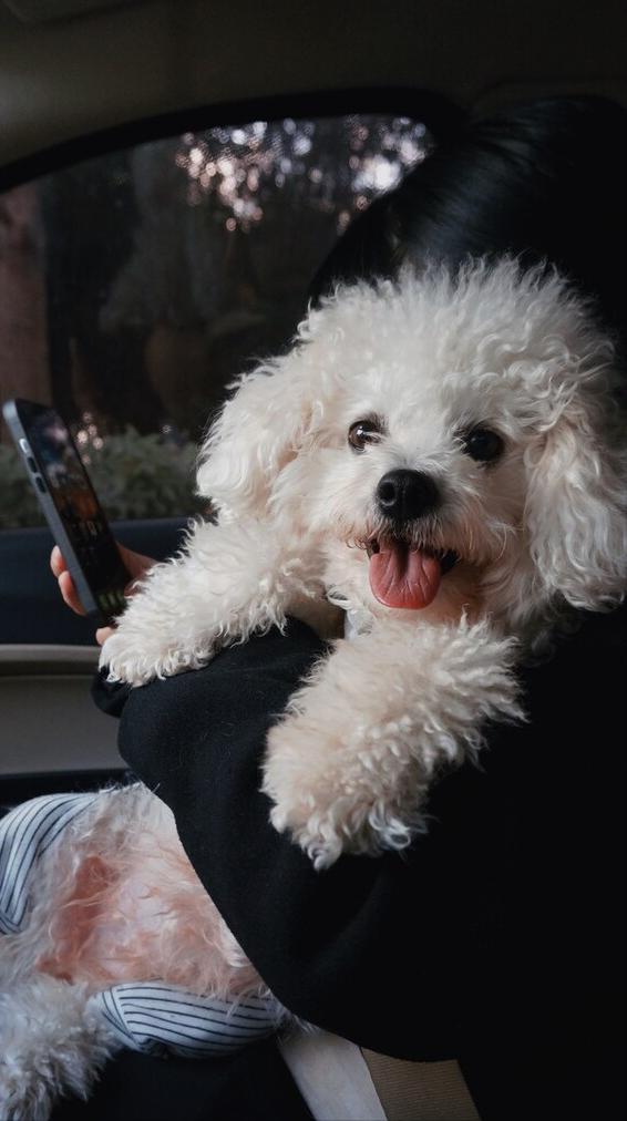 卷毛比熊犬的优缺点,花比熊犬的9大优缺点