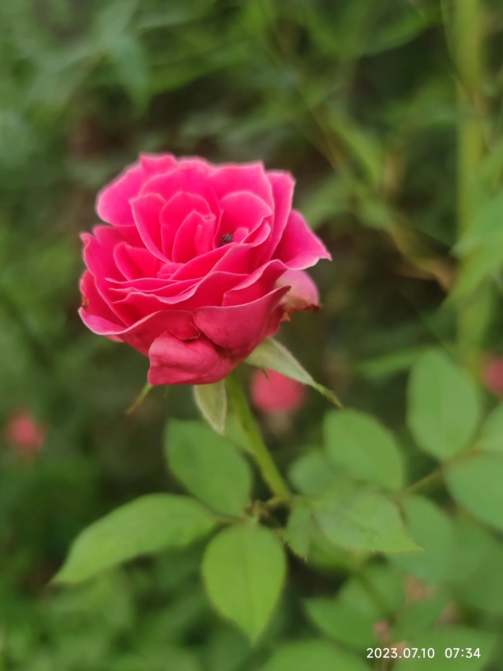 手机拍花如何拍出光斑,如何利用苹果手机拍花