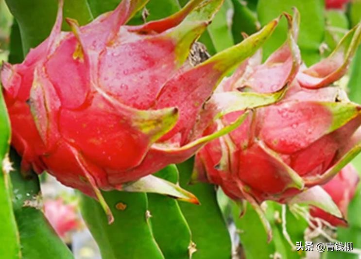 火龙果苗种植方法和注意事项,广东红心火龙果种植技术