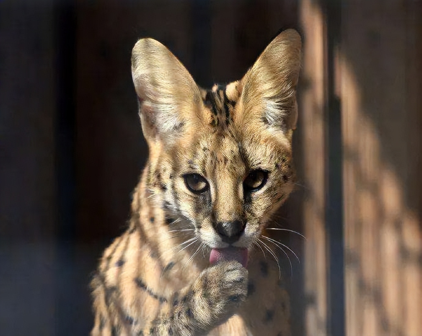 为什么是猫驯化了人类？十二生肖中为什么没有猫？