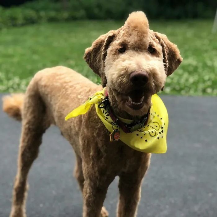 夏天来了要给猫剪毛吗,夏天怎么给狗修毛