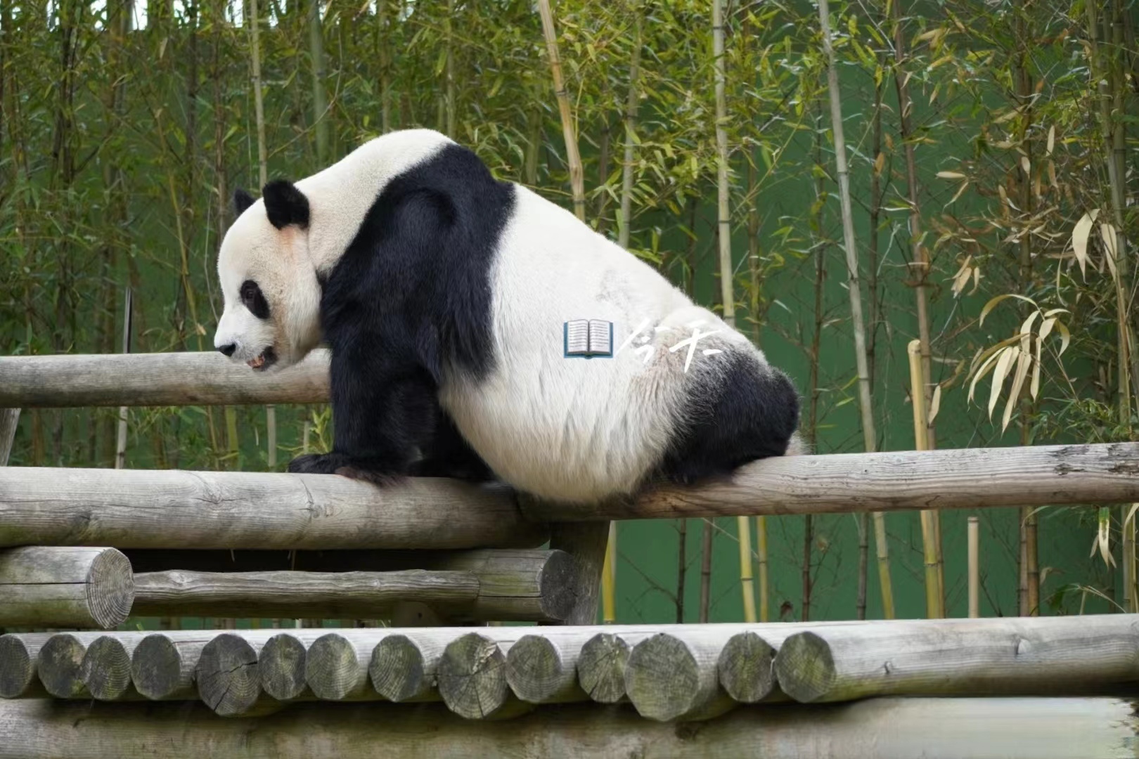 近期福宝和姜爷爷的视频,福宝回国姜爷爷和宋爷爷上热搜