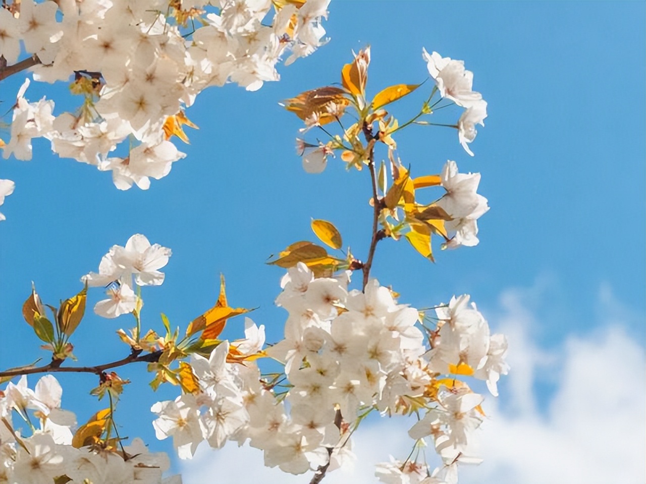 狮子座最不适合谈恋爱的星座,让狮子座一见钟情的三大星座