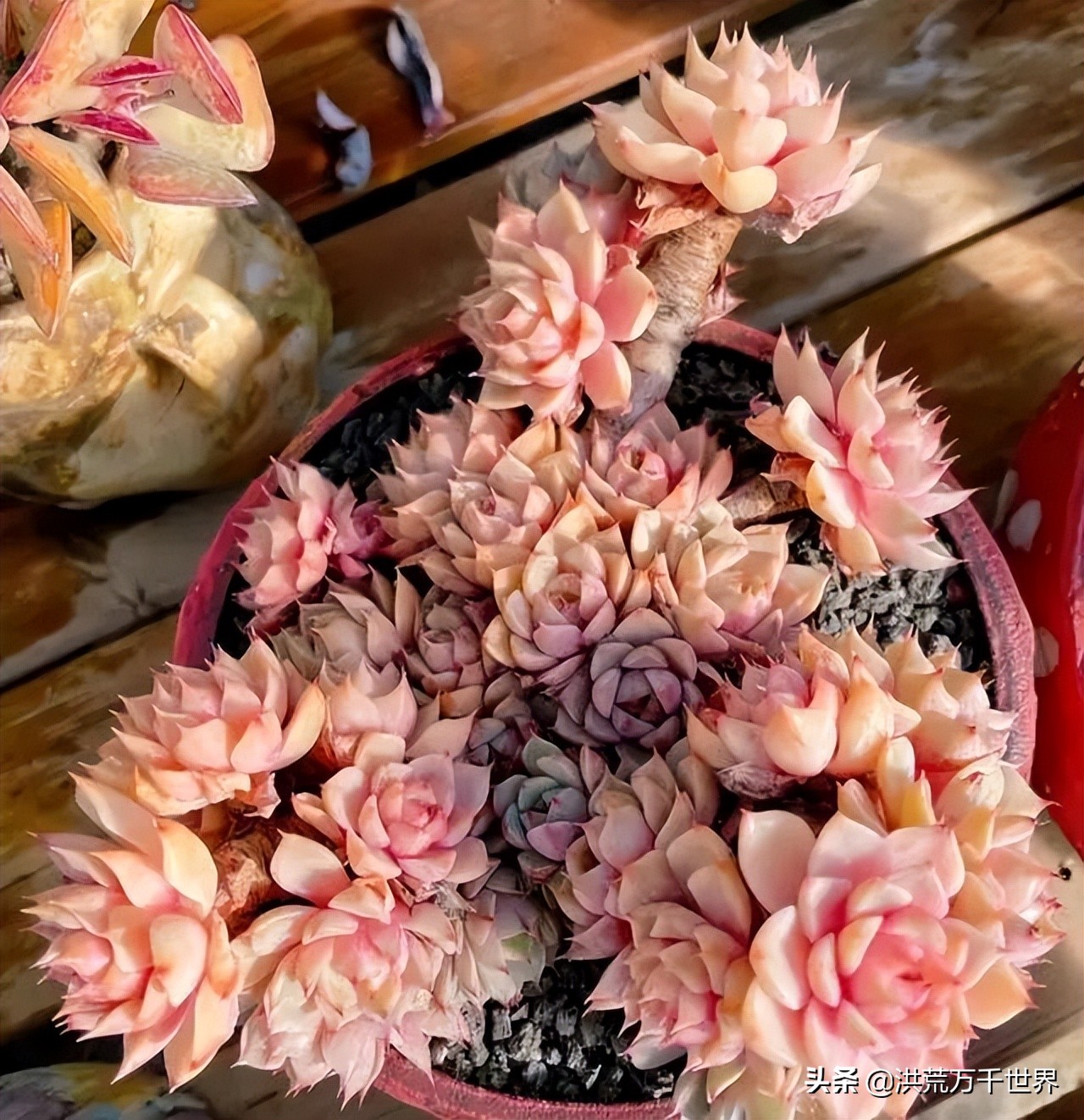 便宜又好看的多肉又好养,10种适合新手漂亮易活的多肉植物