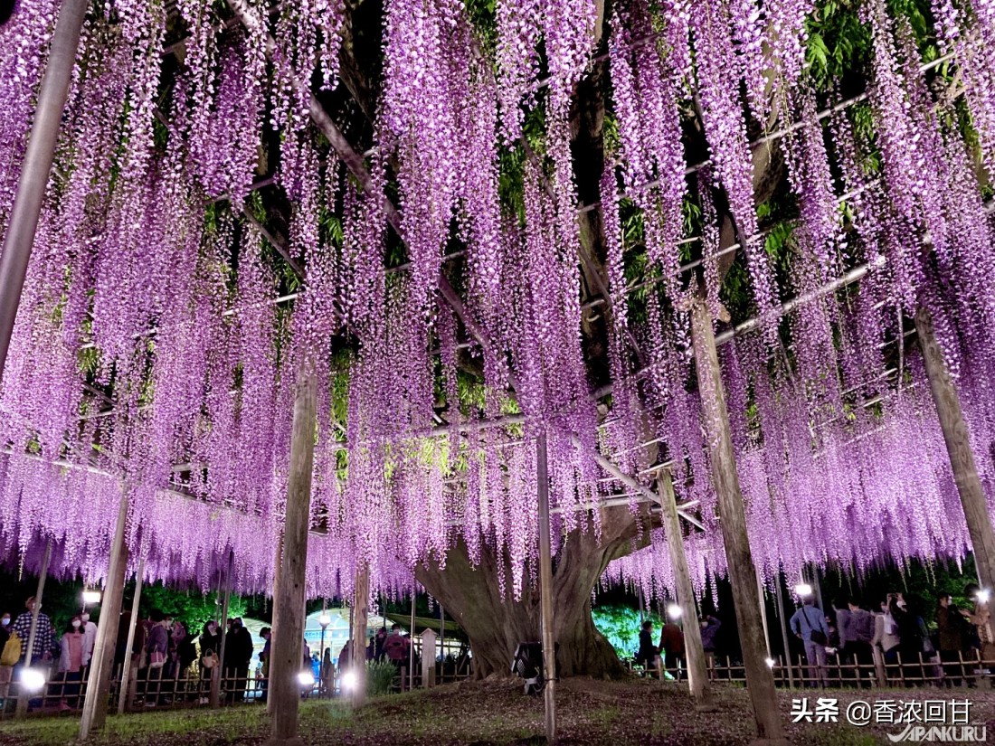 日本樱花赏花点,日本春季旅游樱花