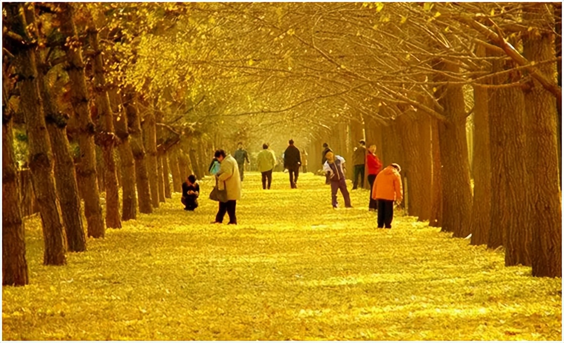 中国千年银杏谷住宿,中国千年银杏谷