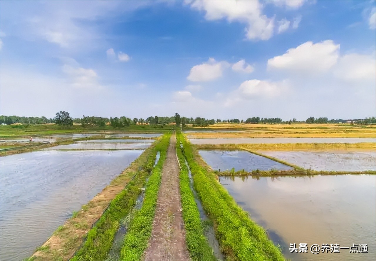 小龙虾可以和什么混养不用施肥,池塘小龙虾怎样饲养放饲料
