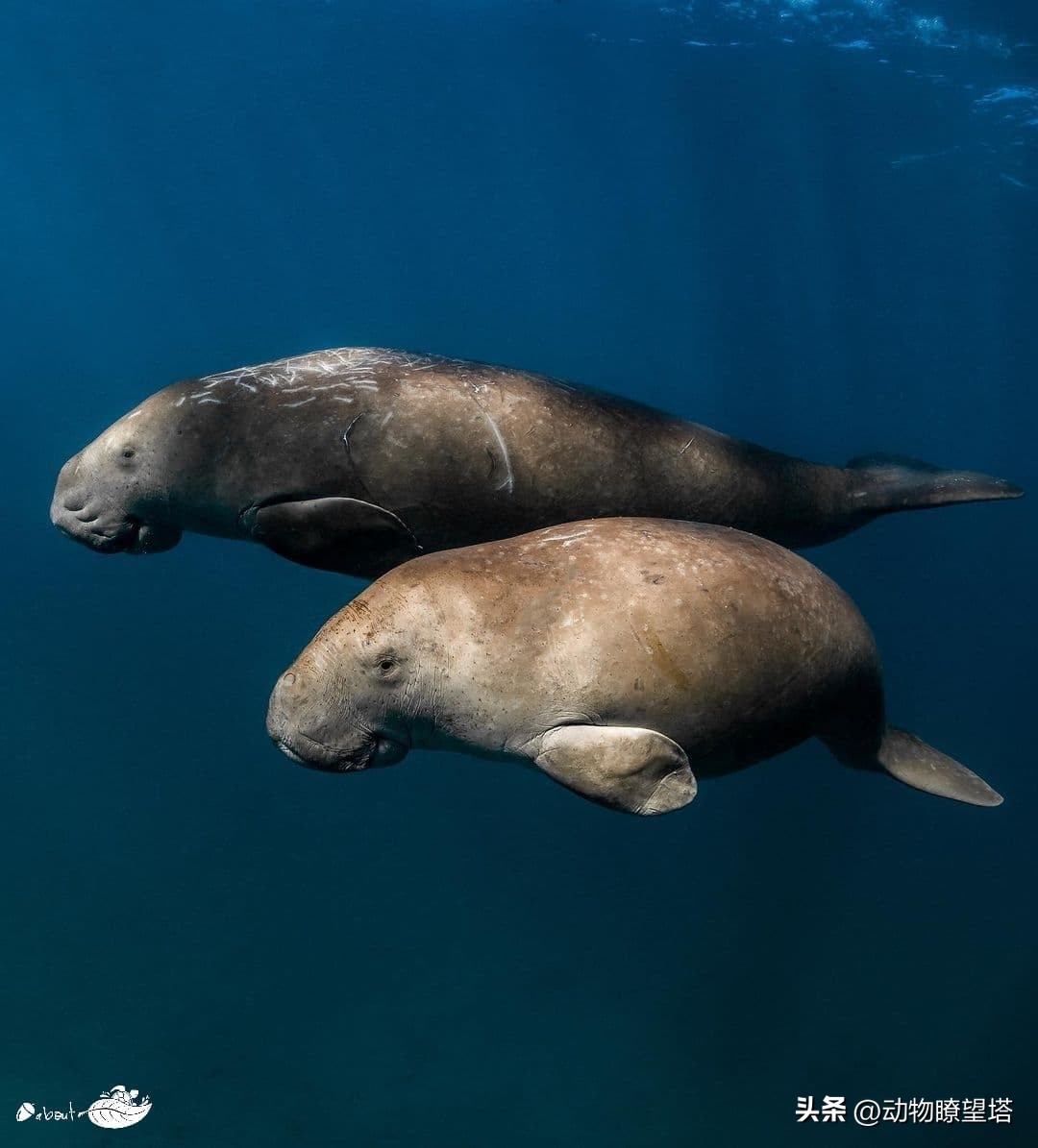 巨型儒艮灭绝,儒艮为什么遭到大量捕杀