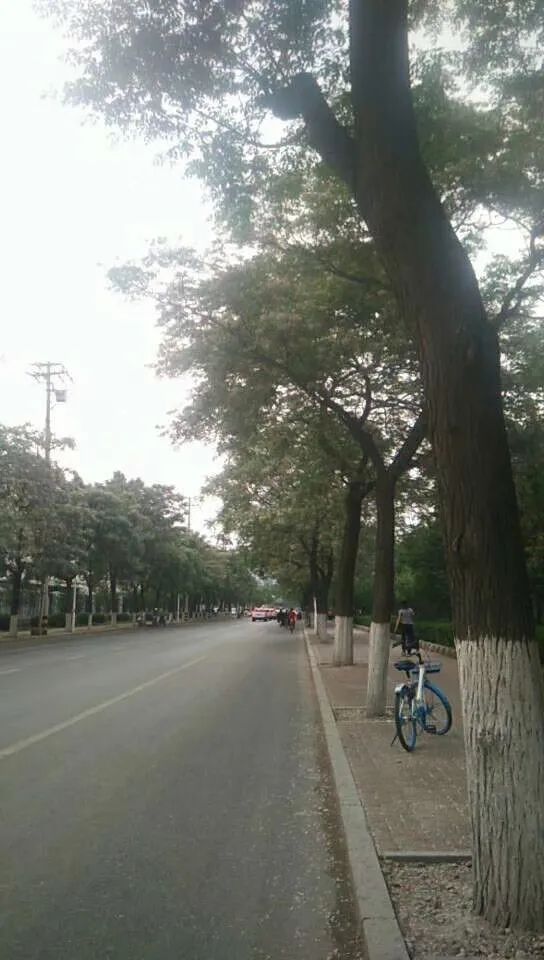 如果你来淄博，一定要来西六路，打卡美丽的苦楝树