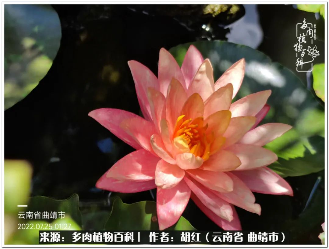 多肉植物里的糖,多肉生活的调味剂