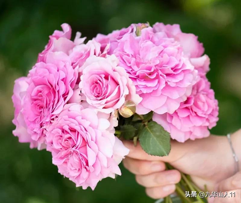 粉色爬藤月季大花浓香品种,大花多层月季花品种大全一览表