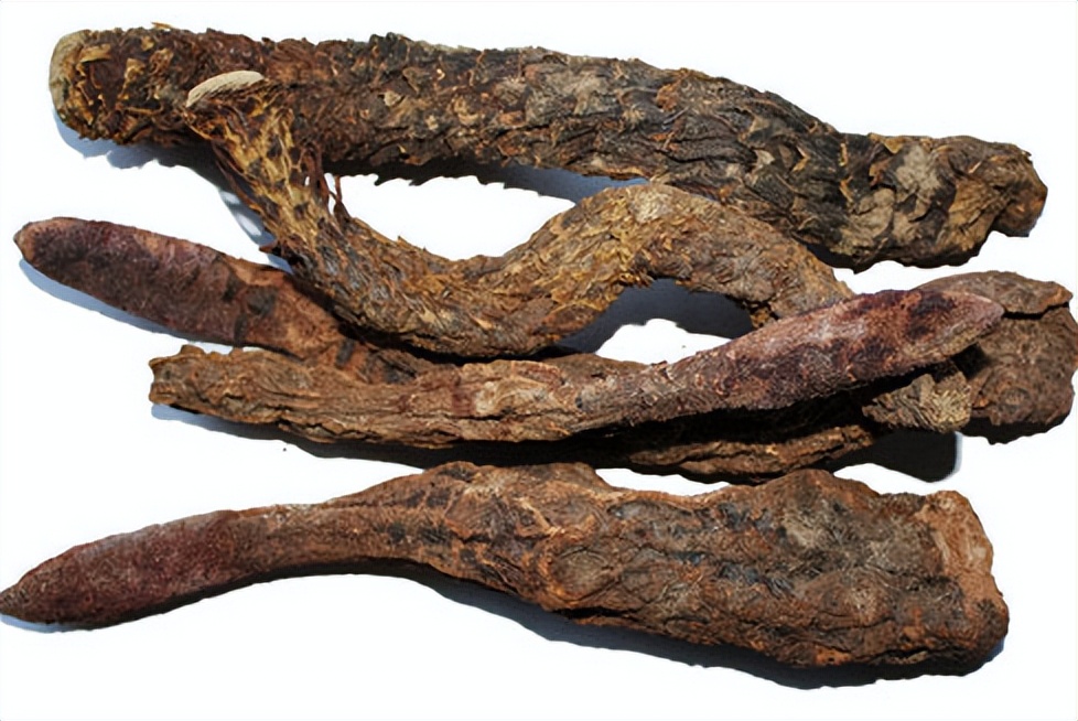 酒泉特产苁蓉,兰州特产药材肉苁蓉