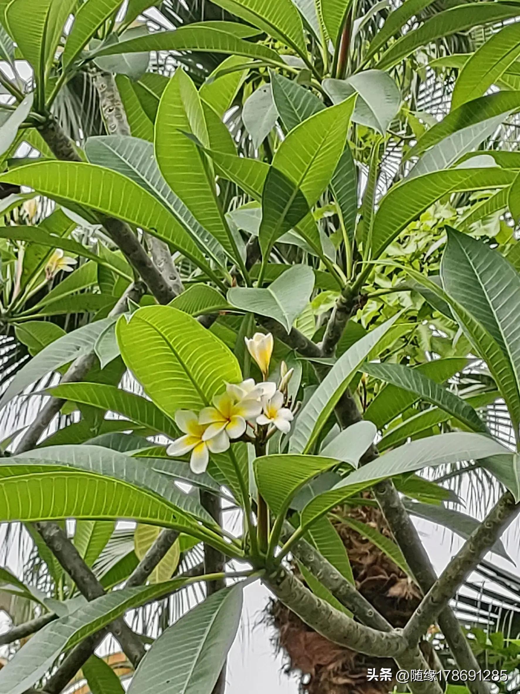 鸡蛋花开,又到了鸡蛋花开的季节