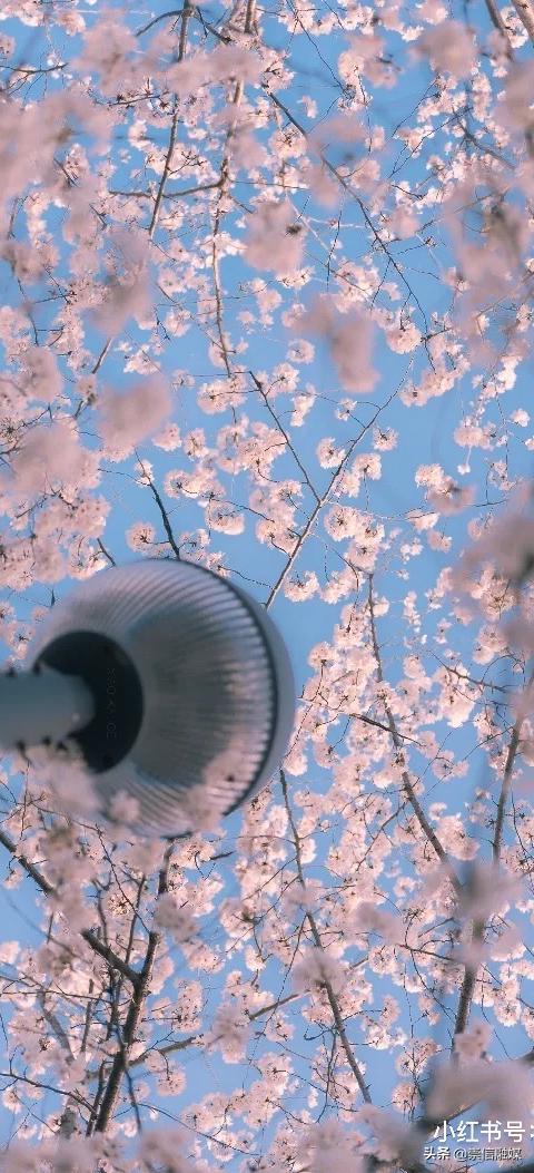 上海的浪漫鲜花,上海最美的鲜花