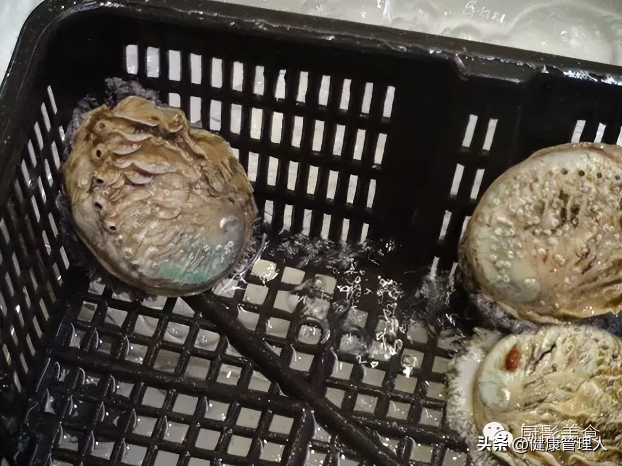 海鲜贝类品种大全及名字,22种海鲜贝类做法大全