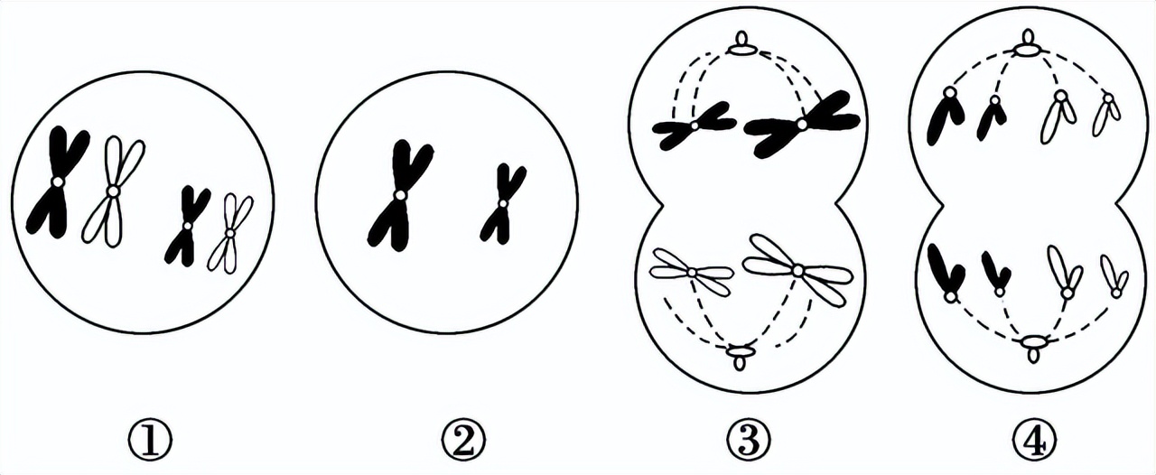 高中生物变异和育种知识点,高中生物变异育种进化思维导图