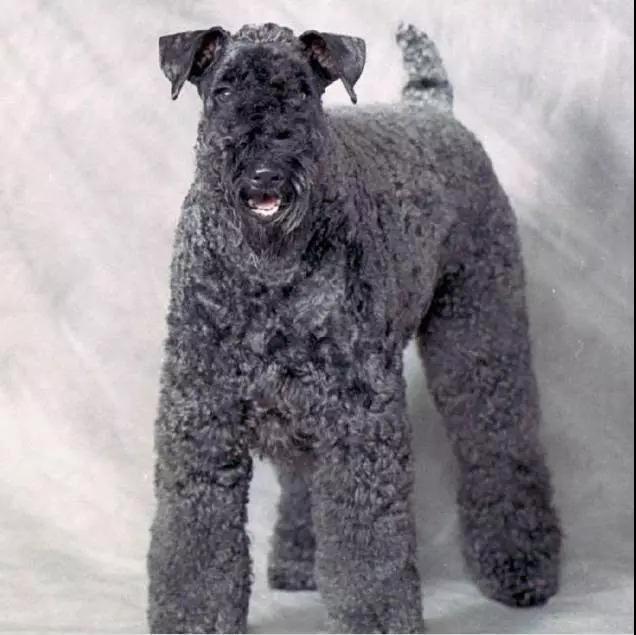 100多种名犬图片大全大图高清,100多种名犬图片大全大图